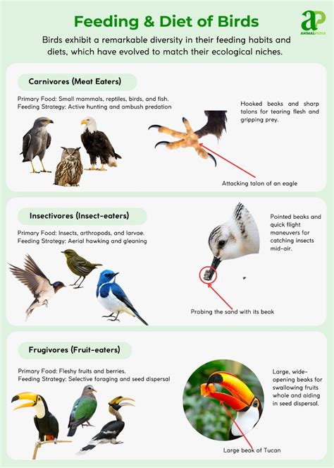 How Do Birds Adapt To Their Environment: Survival Secrets Revealed