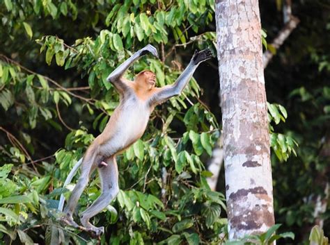 Image result for Monkey Falling Off Tree