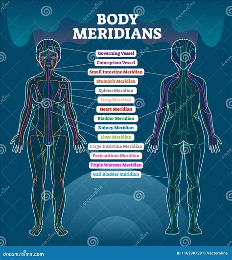 Acupuncture Meridian Lines