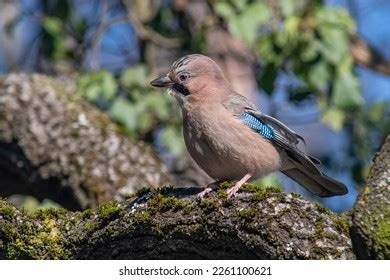 Image result for Crow Front View