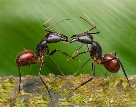 The larger-than-life world of ants