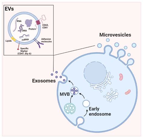 Extracellular Vesicles as New Players in Drug Delivery: A Focus on Red ...