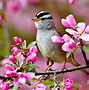 Image result for Spring Birds Wildlife Background Wallpaper