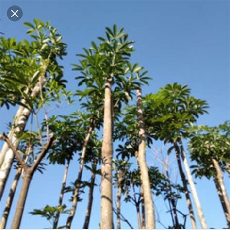 Jual pohon pule batang putih - Kab. Bogor - asri flora lenscep | Tokopedia