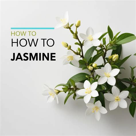 Can You Grow Jasmine From A Cutting