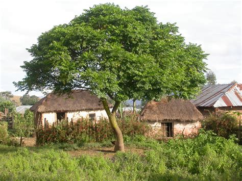 Árboles resistentes al sol y sequía: selecciona especies que requieren ...