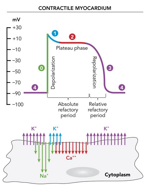 Action Potential Explained 的图像结果