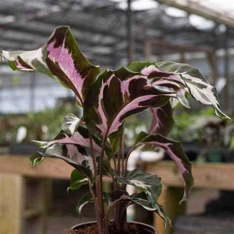 Calathea 'Stella' - Gabriella Plants