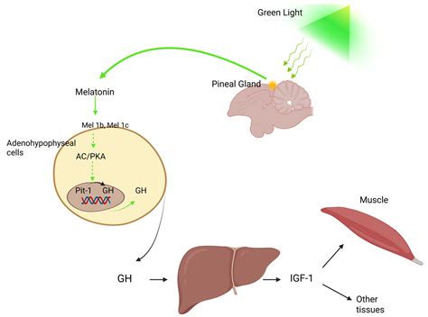 The Influence of Different Light Spectra on Broiler Chicken Endocrine ...