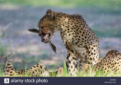 Image result for Cheetah Springbok
