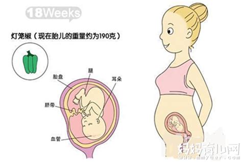 怀孕5个月肚子有多大因人而异 17-20周胎儿变化过程图解(2) - 妈妈育儿网