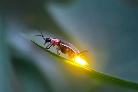 2023 Kuala Selangor Firefly Tour