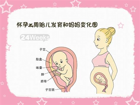 【大图】怀孕24周_双胞胎胎儿发育图_科普图库_太平洋亲子网