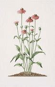 Image result for Echinacea Drawing
