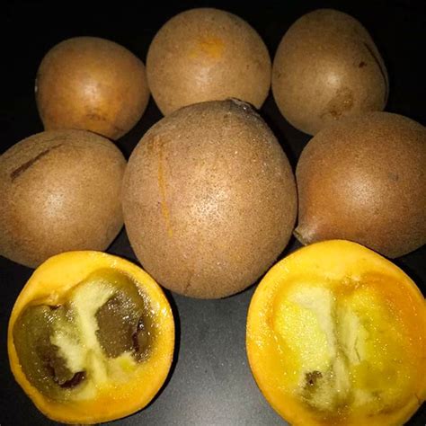 Kepel Fruit Plants (Stelechocarpus Burahol) – veliyathgardens