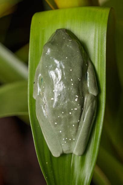 Image result for Poison Tree Frog