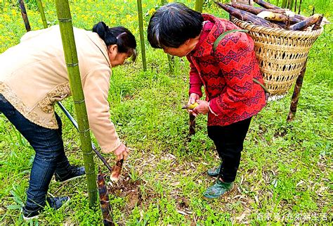 乐山市市中区：苦笋抢鲜上市 村民挖笋忙_四川在线