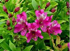 fiori di giardino flowering petals alstroemeria fiori di giardino flowering petals alstroemeria
