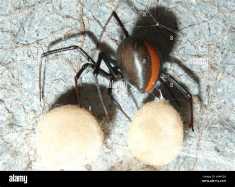 redback spider laying eggs Margaret River Western Australia Stock Photo ...
