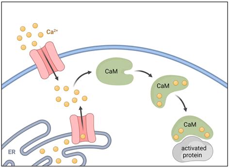Cell Nucleus - Biology Simple