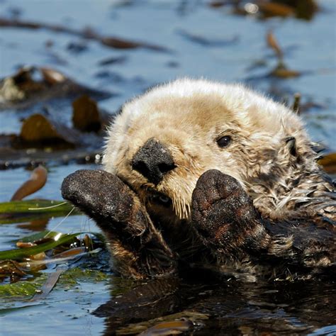 What Animals Eat Kelp A Deep Dive Into Ocean Menu Options