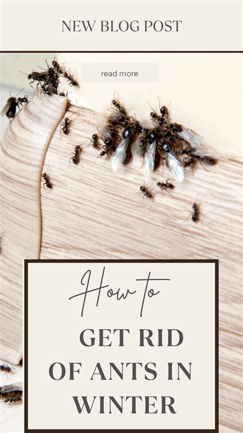 How to get rid of house ants in winter – Artofit