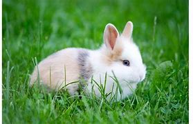 Image result for Cute Rabbit 4K