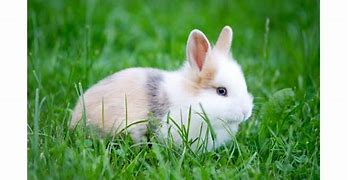 Image result for HD Wallpapers for PC 4K Rabbit