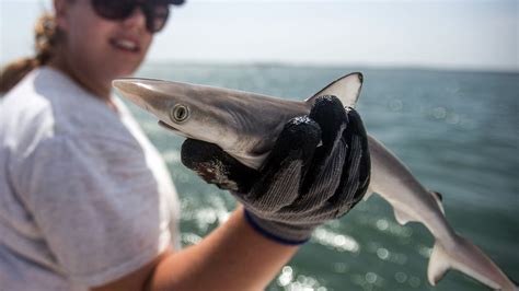 Cocaine discovered in sharks off of coast of Brazil, study hopes to ...
