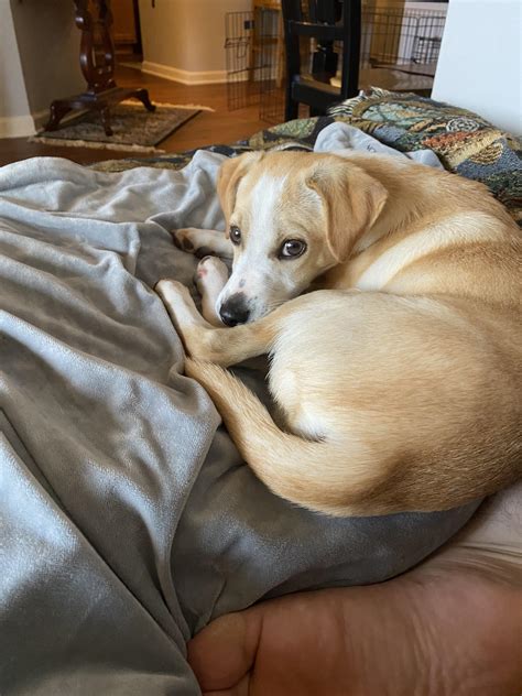 Mean Dog Eyes Spiritual Meaning Of Dogs With Two Different Colored