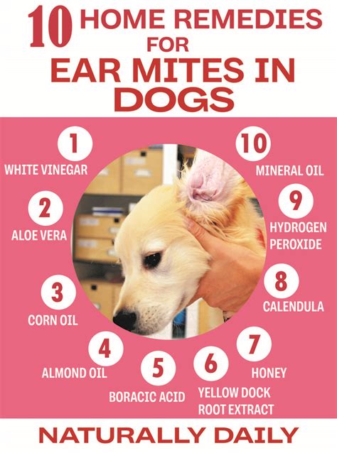 ear mite medicine for dogs