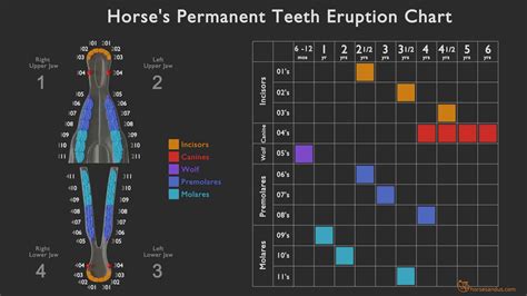 Horse Teeth Age Chart