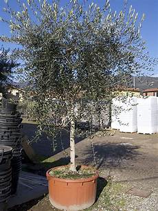 ulivo in vaso prezzo vendita piante di olivo pescia pt giiero ulivo in vaso prezzo vendita piante di olivo pescia pt giiero