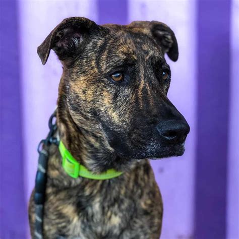 List 94+ Pictures Pictures Of German Shepherd Pitbull Mix Superb