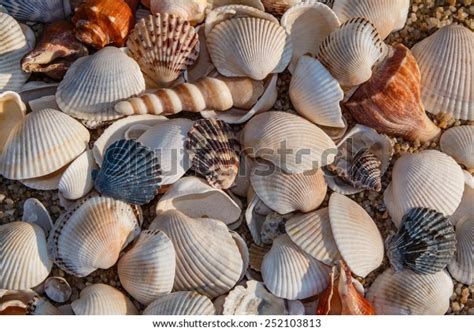 Image result for Shells Length