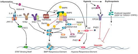 Therapeutic Advances in Regulating the Hepcidin/Ferroportin Axis