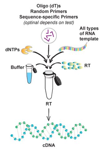cDNA Synthesis Protocol 的图像结果