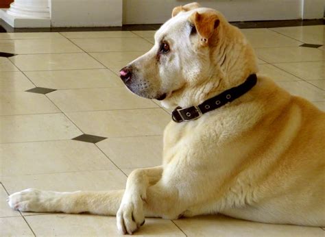 Top 10 Expensive Pets that will Make your Jaw Drops