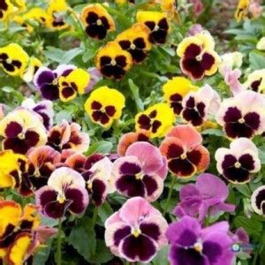 ESAFE SOLUTIONS Pancy Mix Flower Seeds Seed Price in India - Buy ESAFE ...