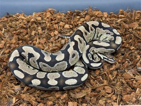 Image result for Desert Ghost Axanthic Ball Python