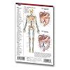 Buy Human Circulatory System Guide - Medical Pocket Chart Quick ...