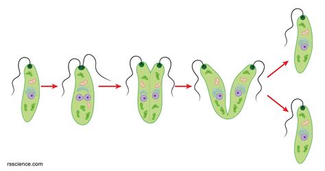 Euglena under a microscope - anatomy, reproduction & facts - Rs' Science