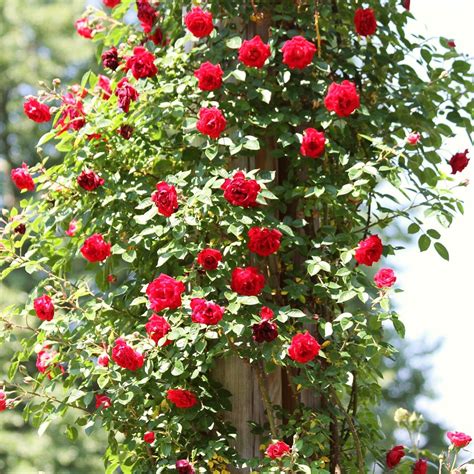 Red Climbing Rose Most Fragrant Climbing Roses Red