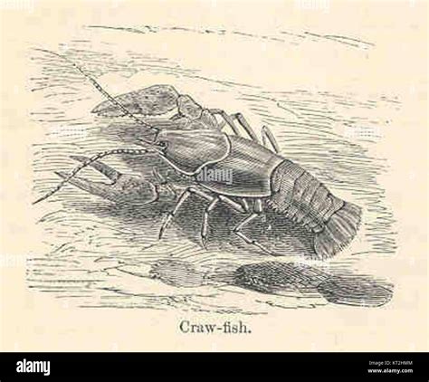 Image result for Craw Fish Graph