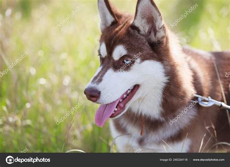 Brown Siberian Husky Blue Eyes