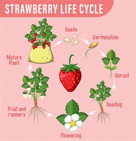 Strawberry Life Cycle