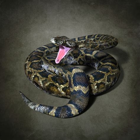 Image result for Big Python's