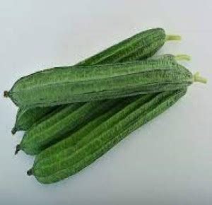 GROUNDOXY BEST QUALITY HYBRID SPONGE GOURD(TORI) VEGETABLE SEEDS FOR ...