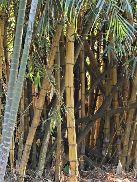 iQOO 12 Review: Great all-round performance under budget