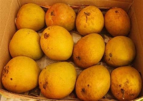 Buy Devgad Alphonso Mangoes Online - Direct from Devgad